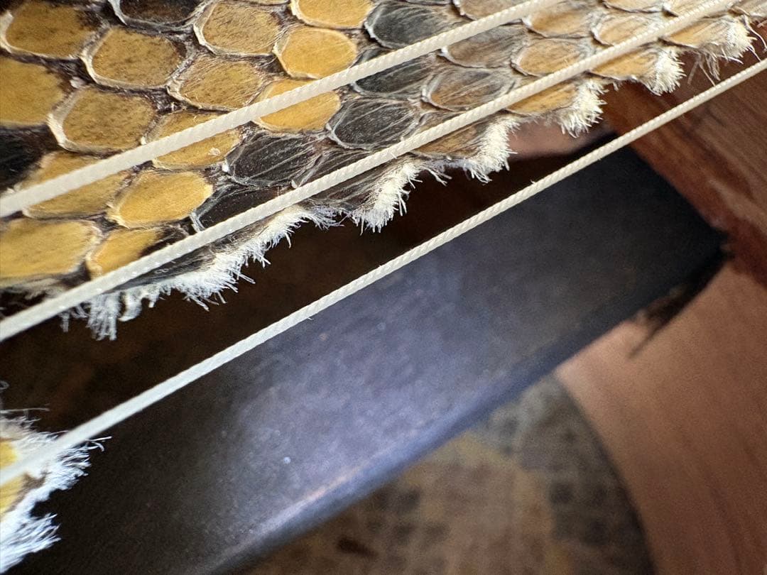 三線本体 黒ケース 赤内装