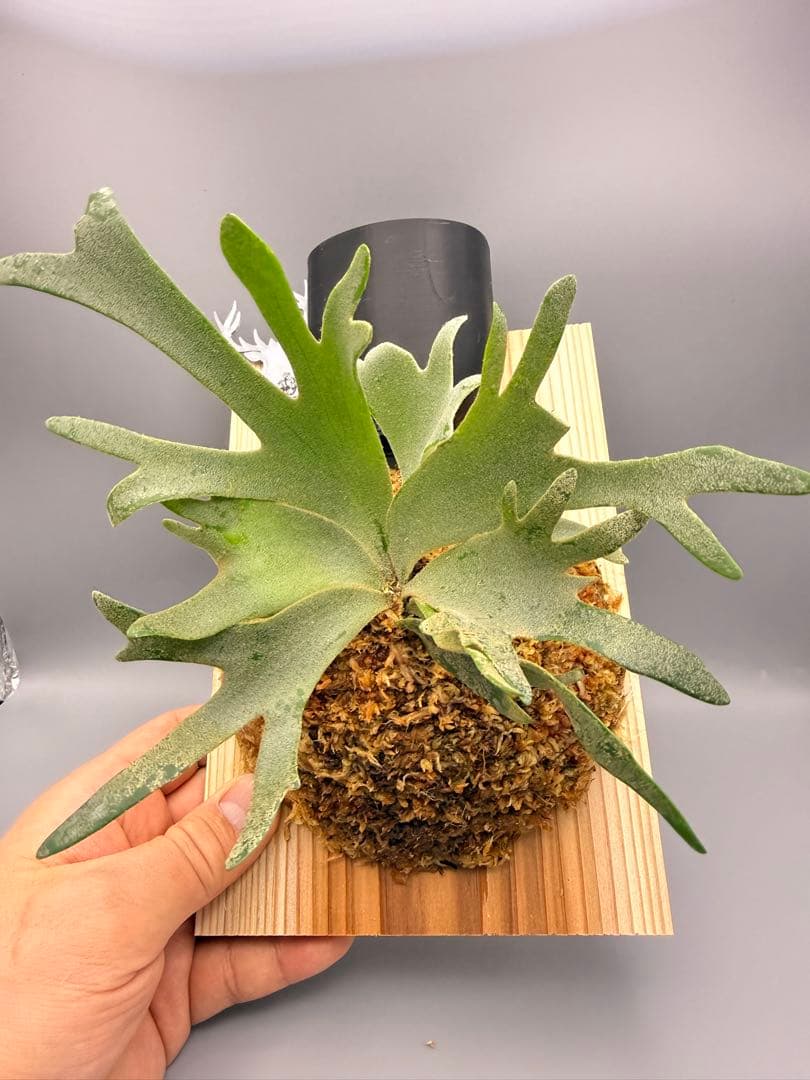 goul4711　ビカクシダ P.willinckii Jewel