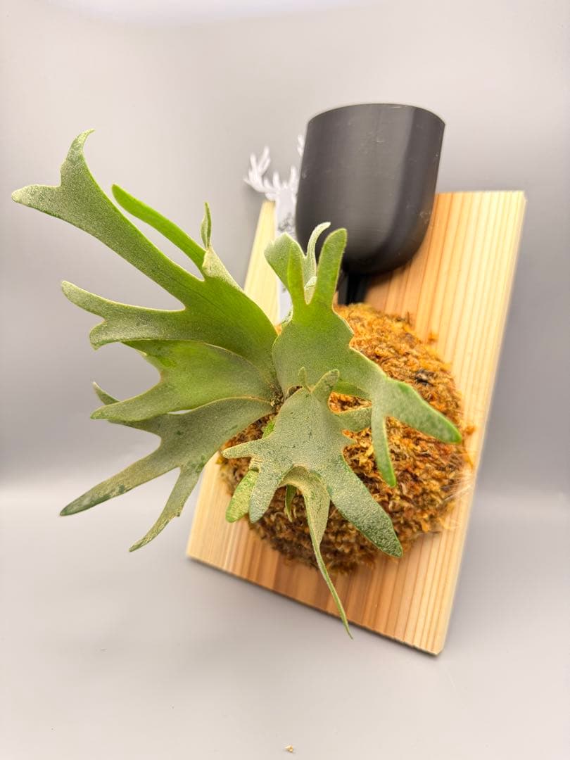 goul4711　ビカクシダ P.willinckii Jewel