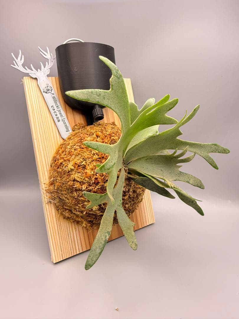 goul4711　ビカクシダ P.willinckii Jewel