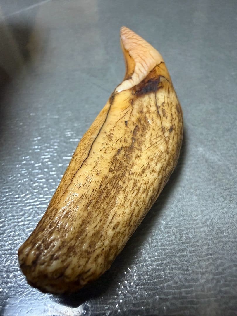 熊牙　　根付　置物　美術品 100年物 骨董品