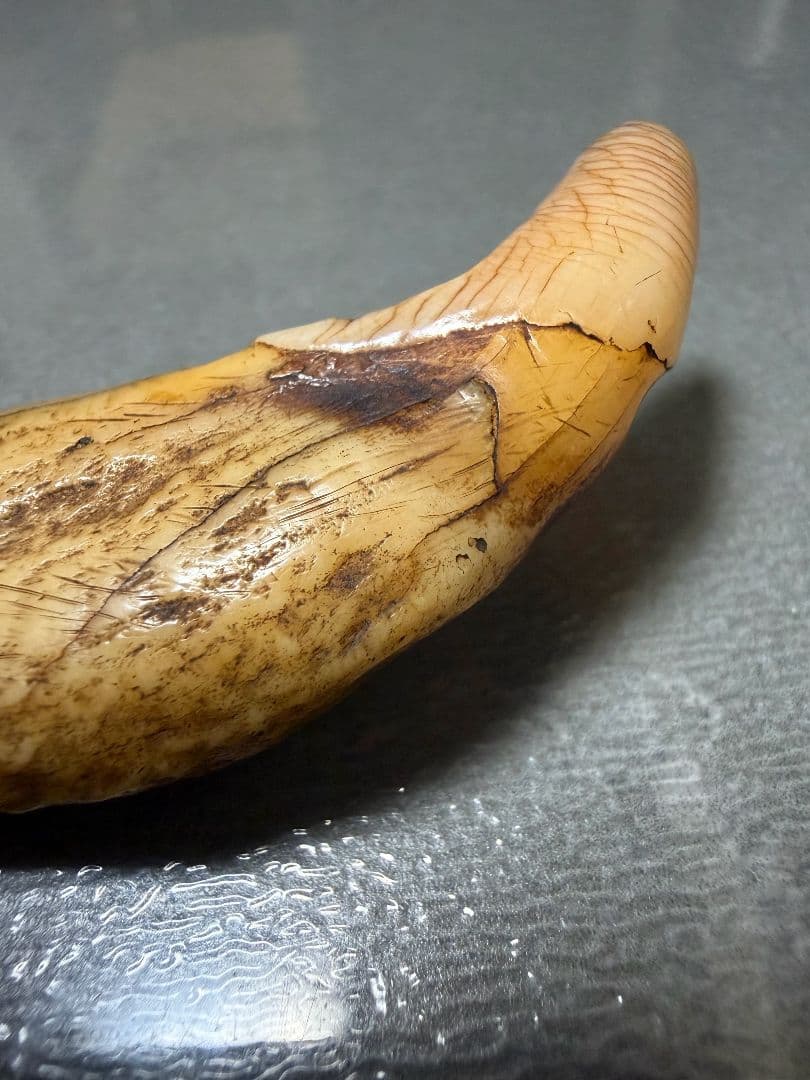 熊牙　　根付　置物　美術品 100年物 骨董品