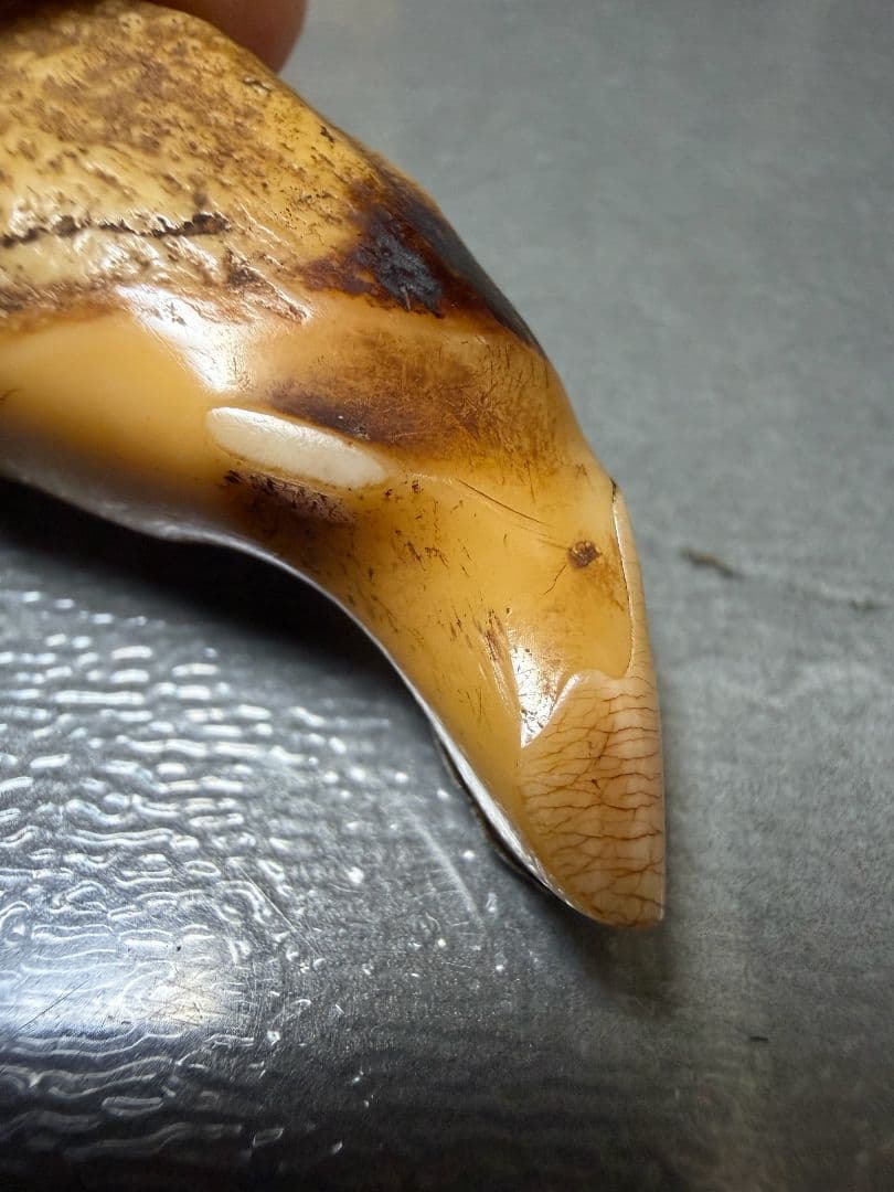 熊牙　　根付　置物　美術品 100年物 骨董品