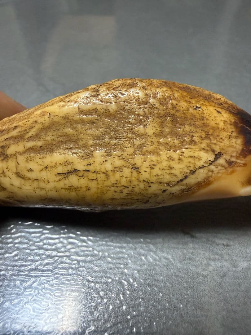 熊牙　　根付　置物　美術品 100年物 骨董品