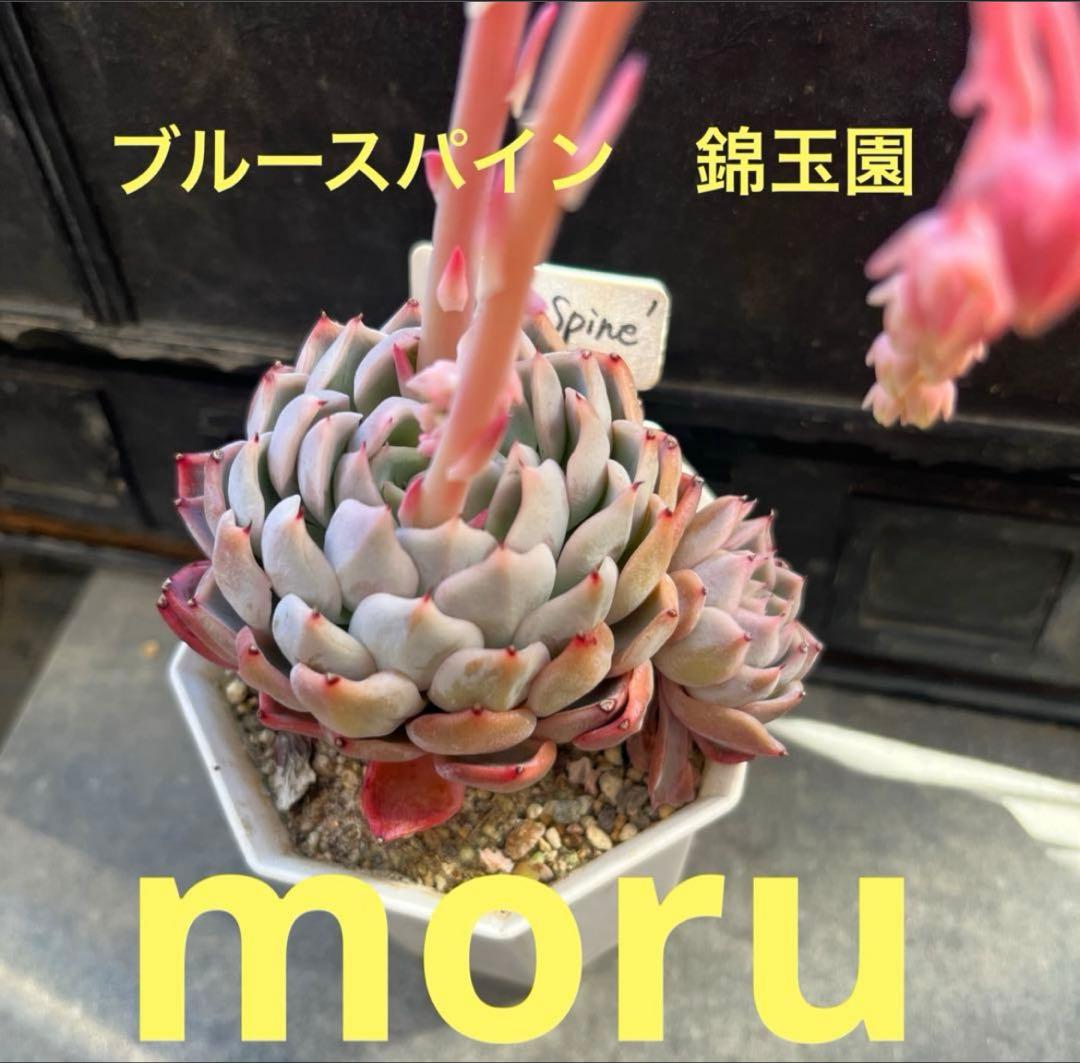 2025実生苗セットi 4センチポット