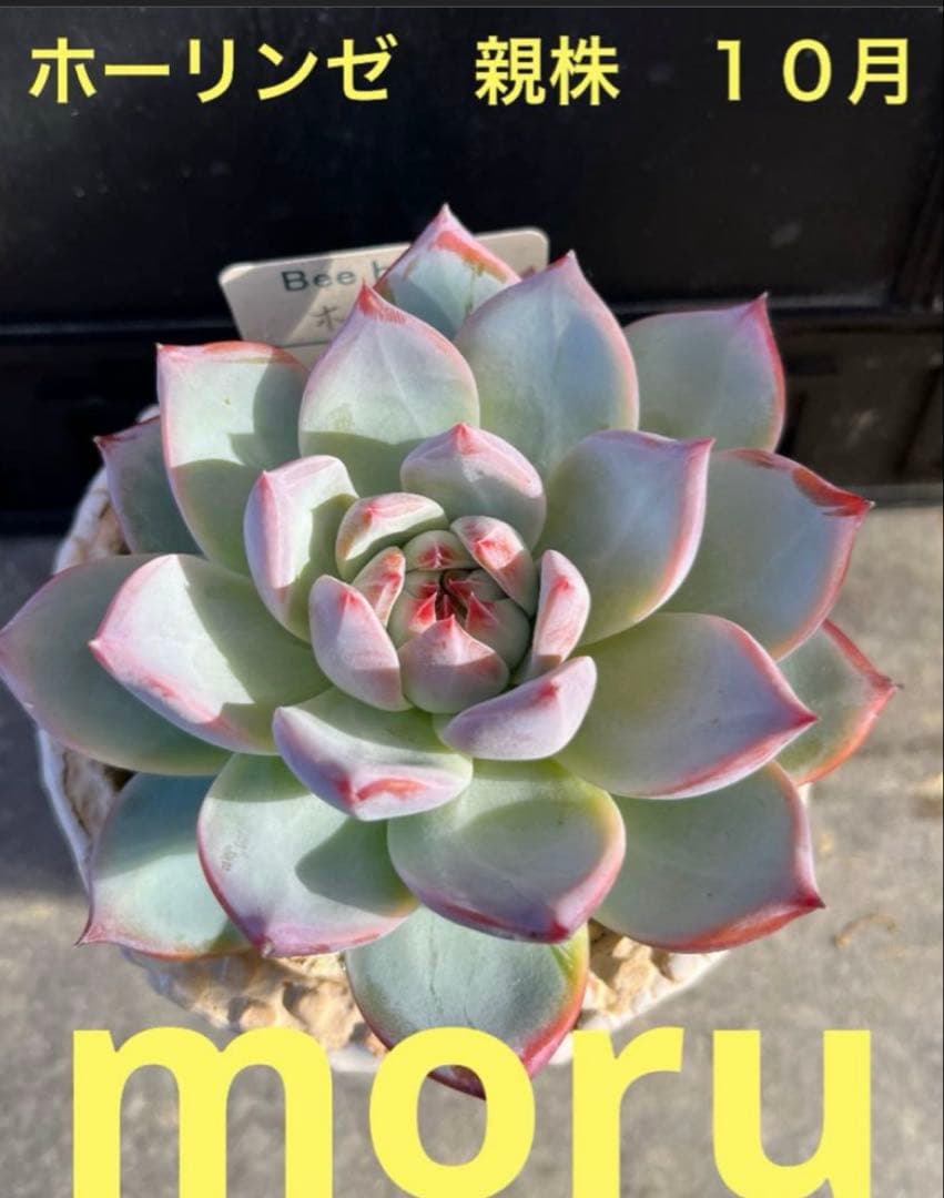 2025実生苗セットi 4センチポット