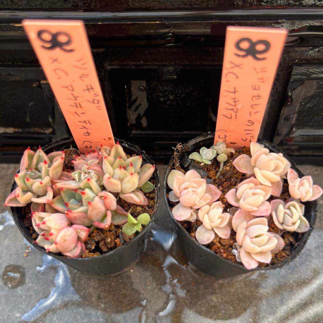 2025実生苗セットi 4センチポット