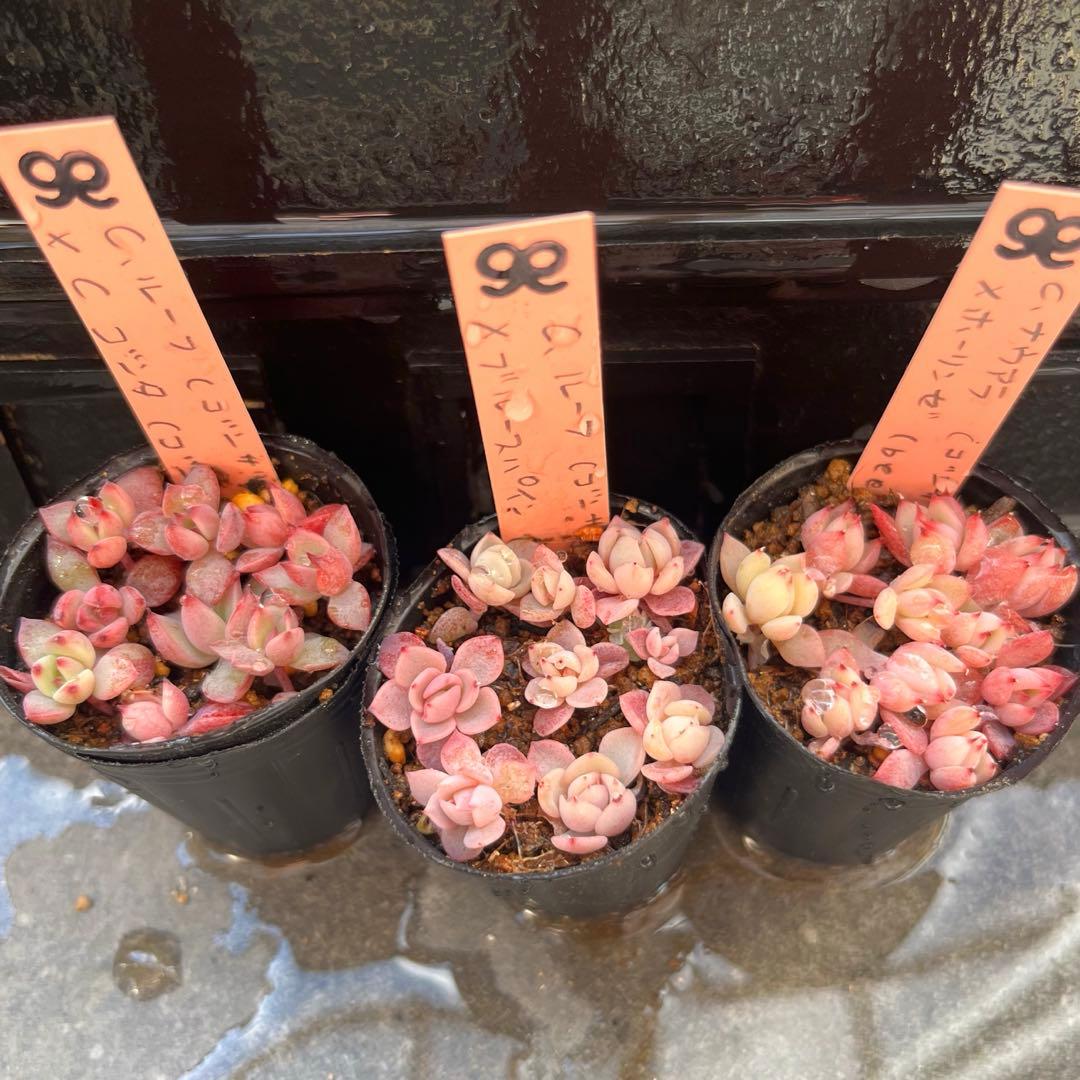 2025実生苗セットi 4センチポット