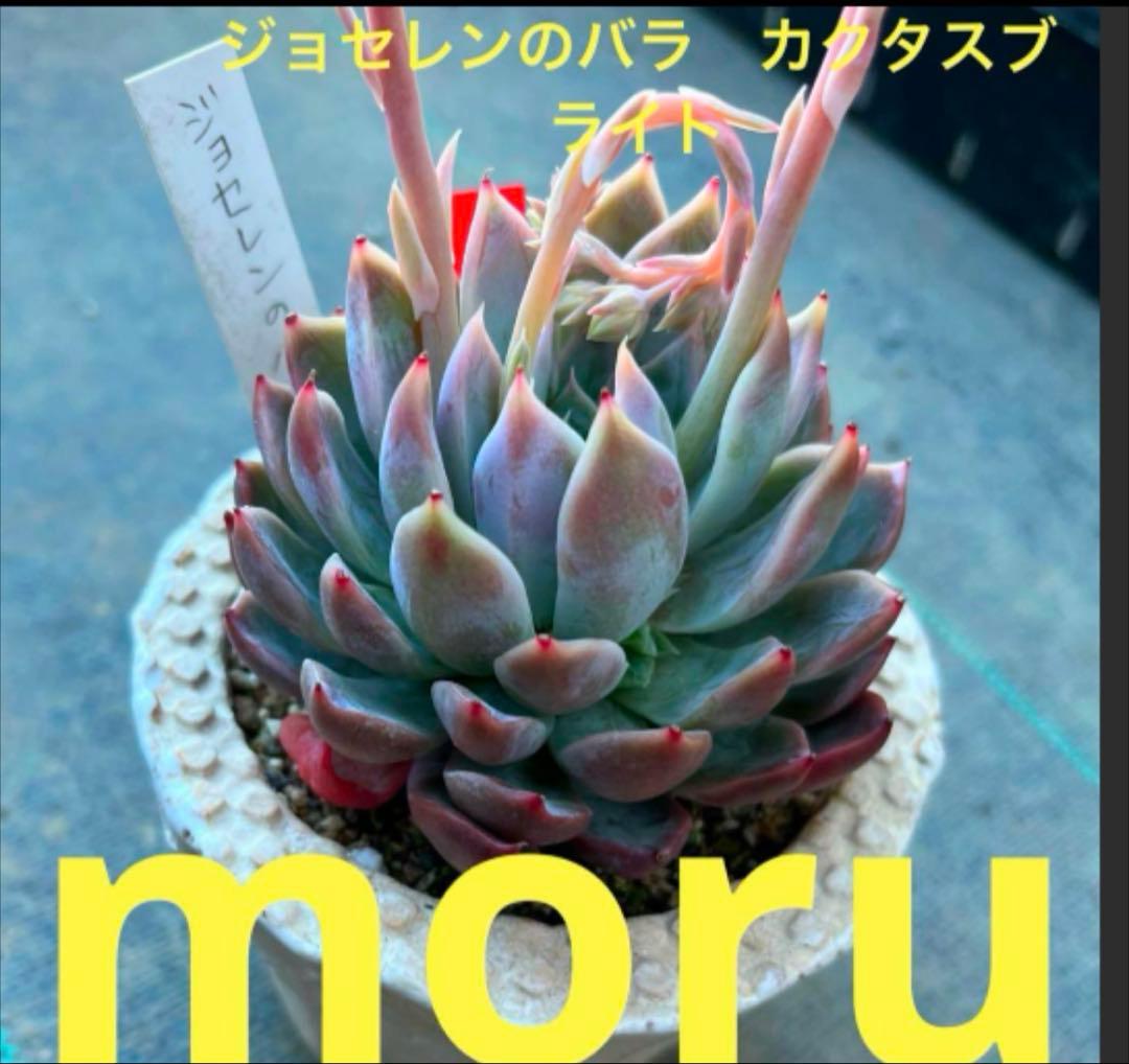 2025実生苗セットi 4センチポット