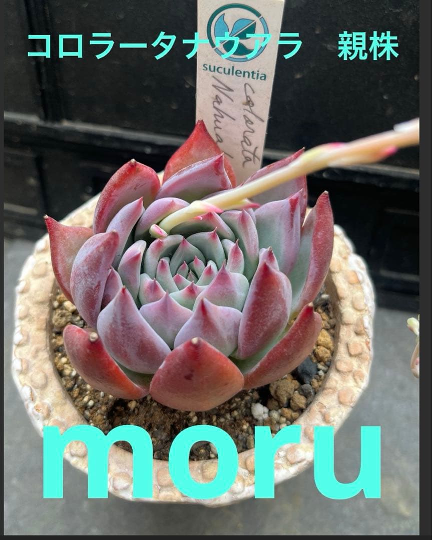 2025実生苗セットi 4センチポット