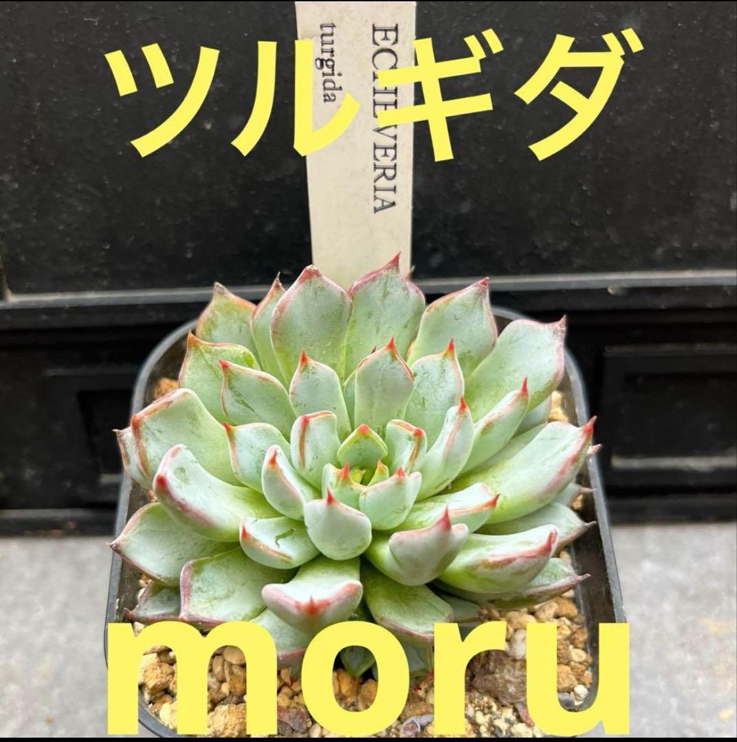 2025実生苗セットi 4センチポット