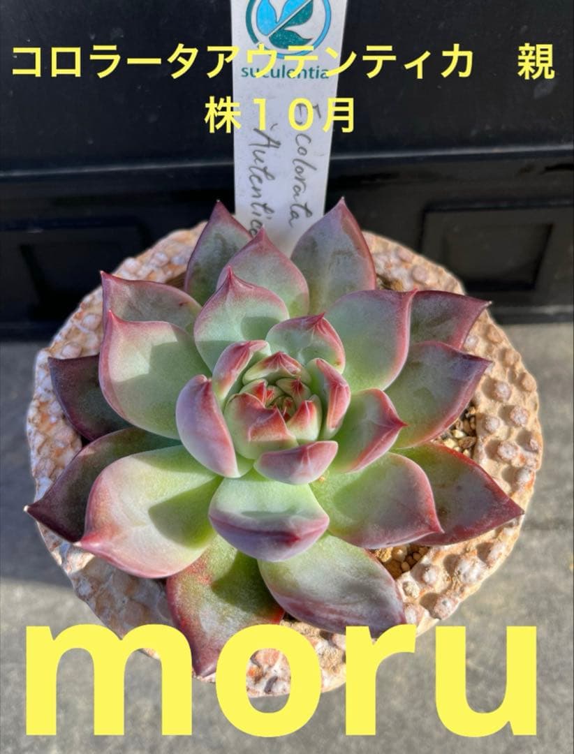 2025実生苗セットi 4センチポット