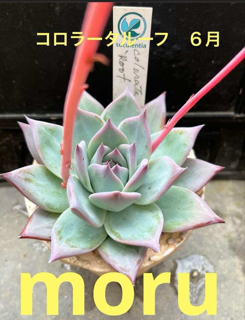 2025実生苗セットi 4センチポット