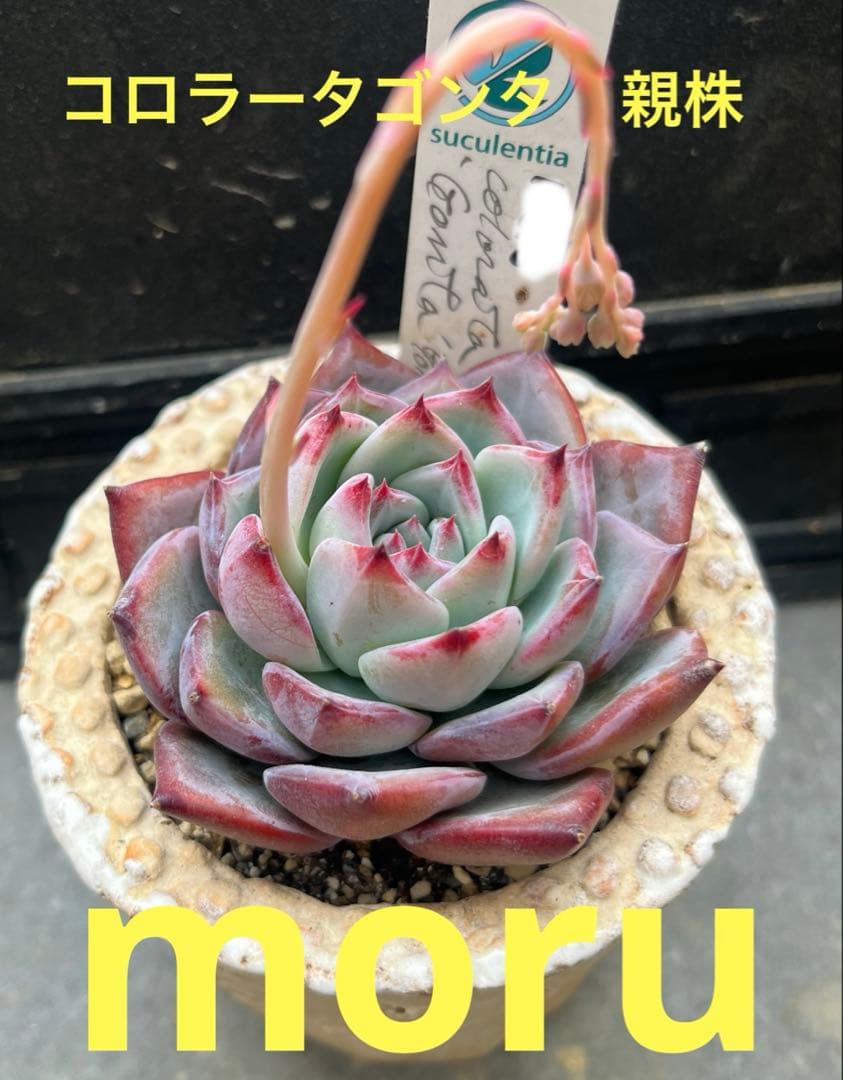 2025実生苗セットi 4センチポット