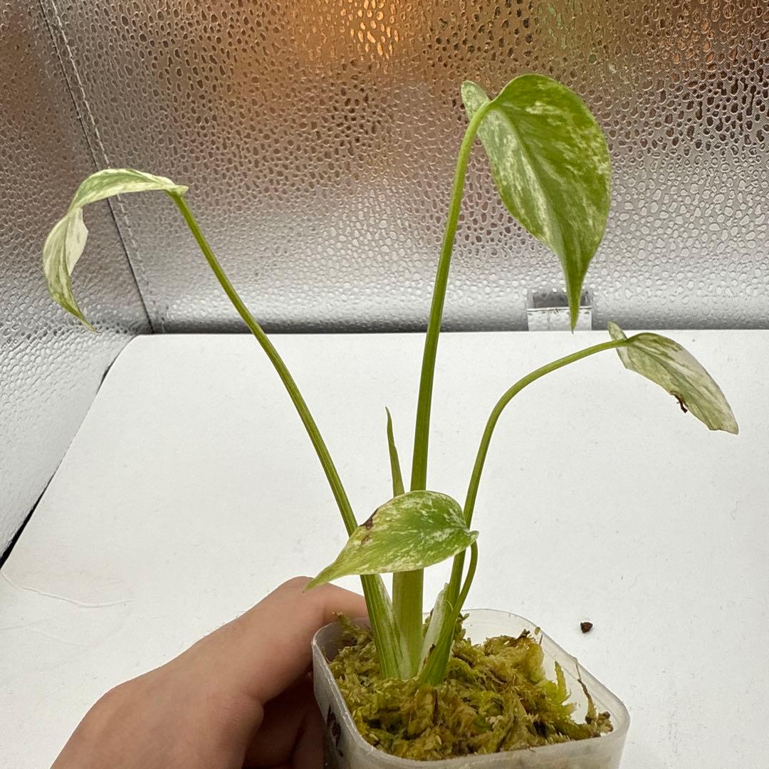 m*a様 格安 モンステラ デリシオーサ ミント