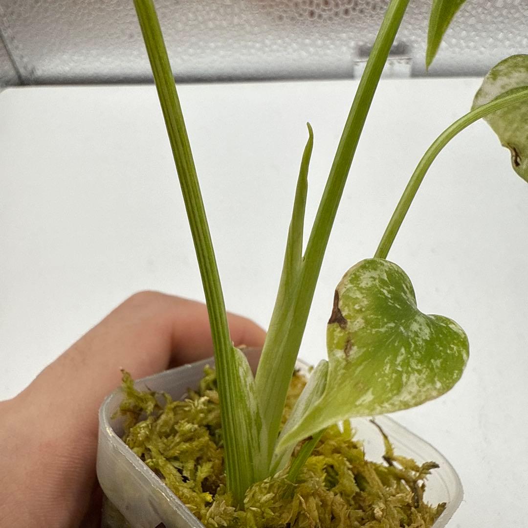 m*a様 格安 モンステラ デリシオーサ ミント