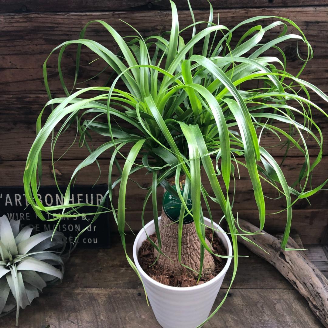 ★ポットごと♡ポニーテール♡ノリナ♡トックリラン♡観葉植物♡おしゃれ