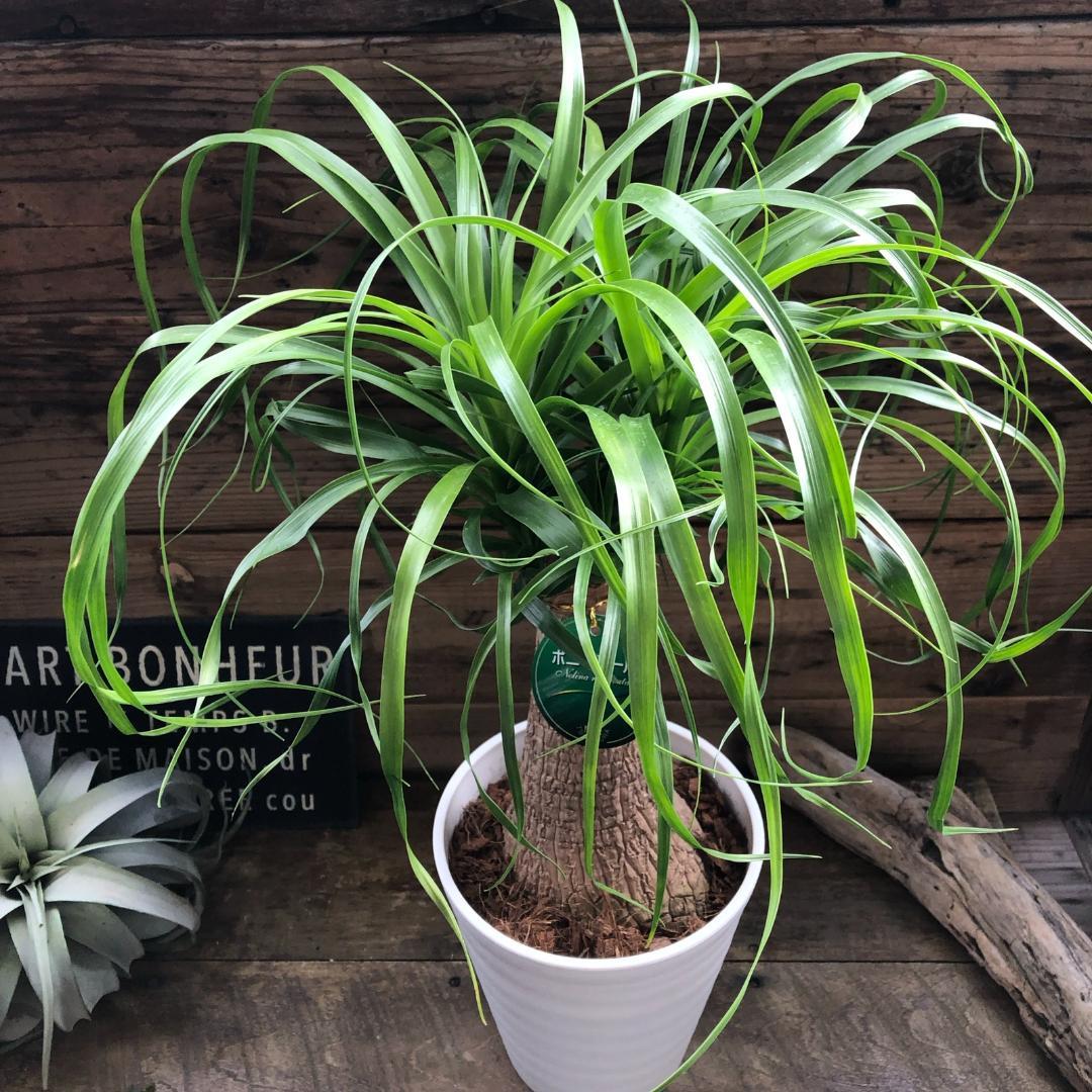 ★ポットごと♡ポニーテール♡ノリナ♡トックリラン♡観葉植物♡おしゃれ
