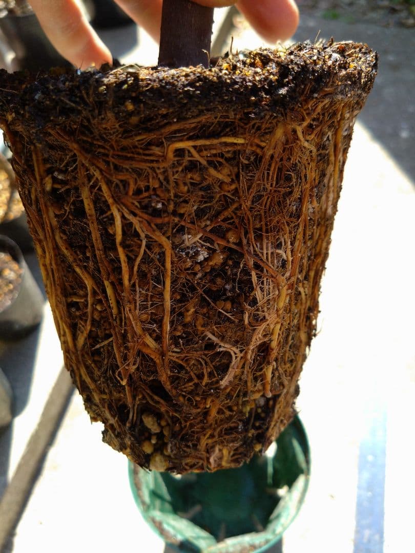 ゴールデンリバーサイドGoldensideUCR278-128挿し木苗