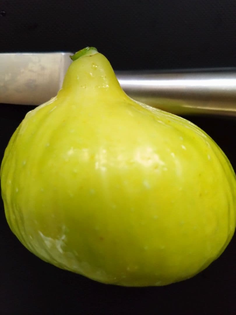 ゴールデンリバーサイドGoldensideUCR278-128挿し木苗