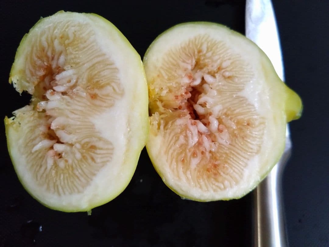 ゴールデンリバーサイドGoldensideUCR278-128挿し木苗