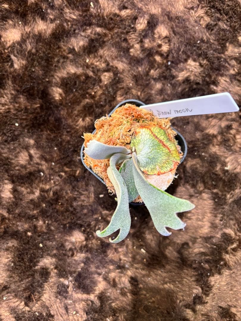 ビカクシダ P. Moon pup