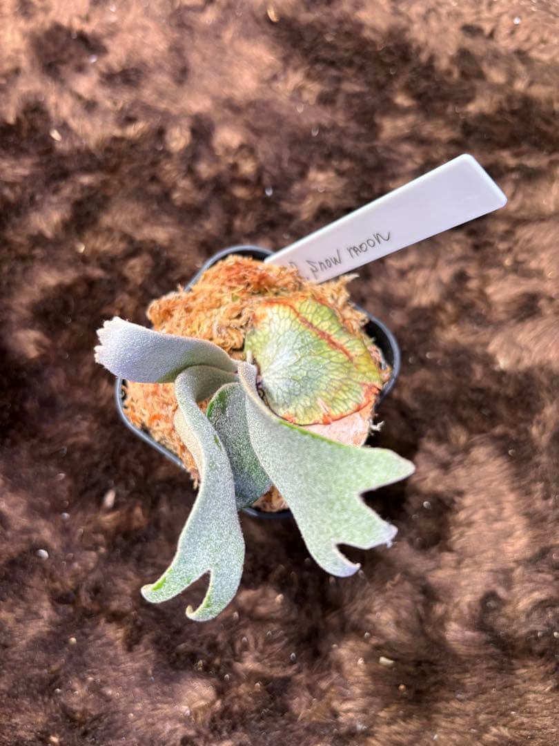 ビカクシダ P. Moon pup