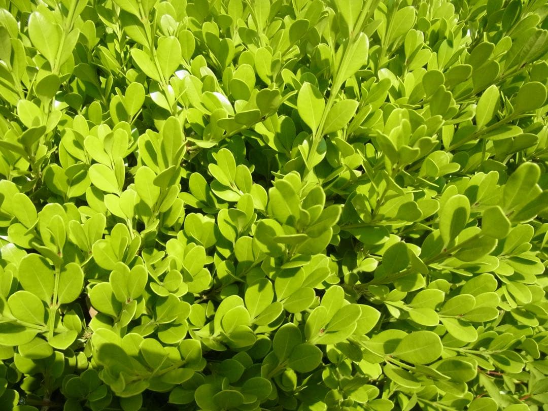 Ricoh CX4 +部品取り用ジャンクCX4