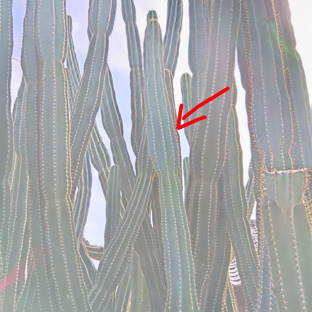 manicocopuyu★柱サボテン3セット