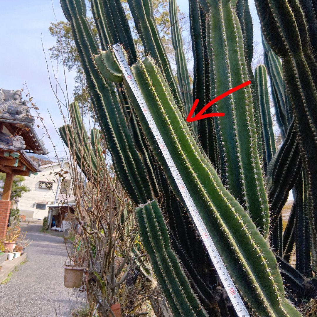 manicocopuyu★柱サボテン3セット