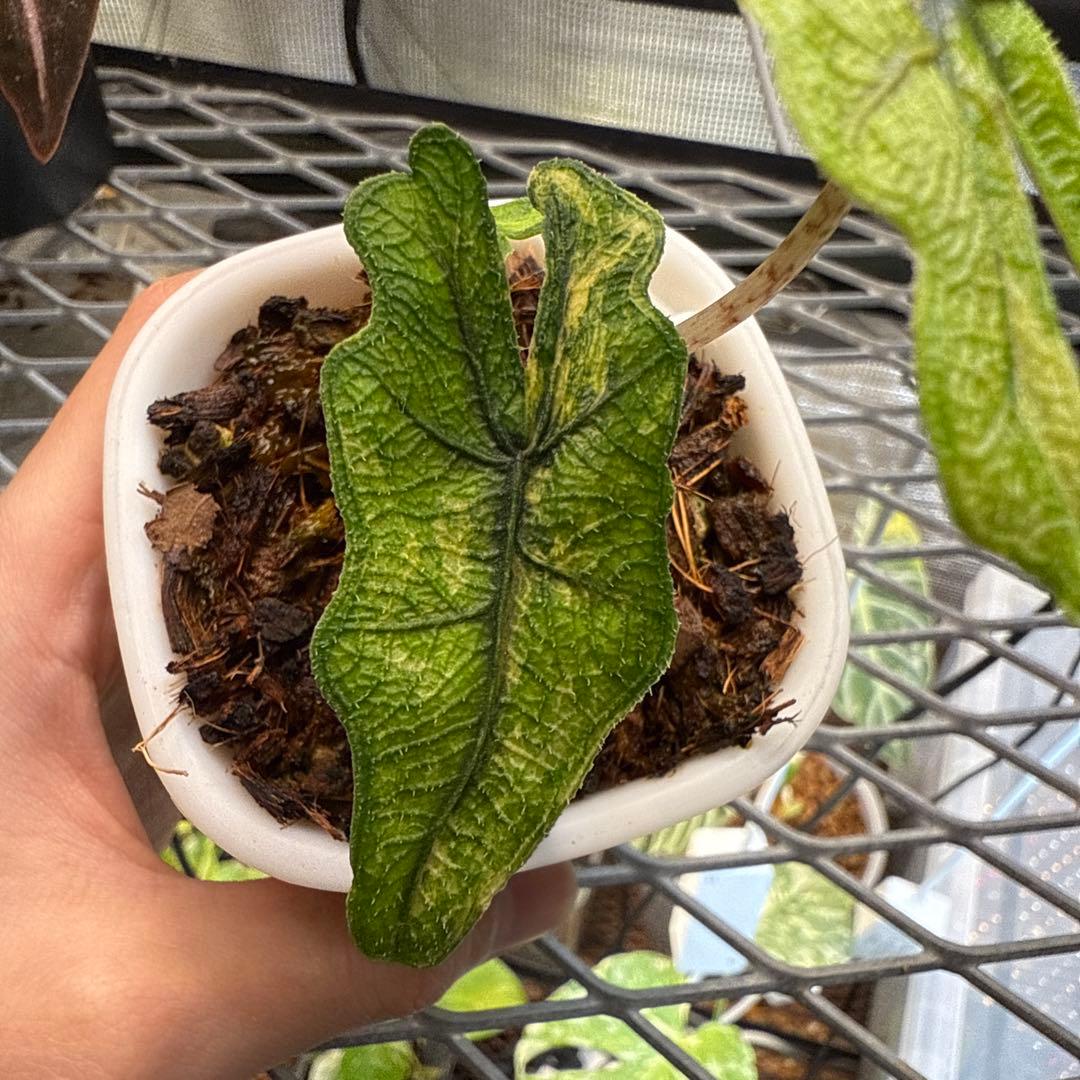 ば*ゃ様 格安 アロカシア ジャックリン 斑入り