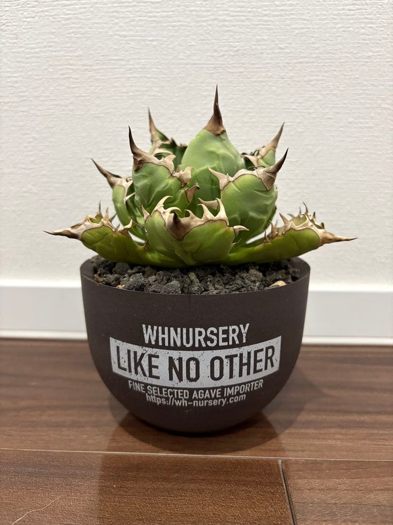 アガベ　チタノタ　姫厳竜　valiem鉢付き
