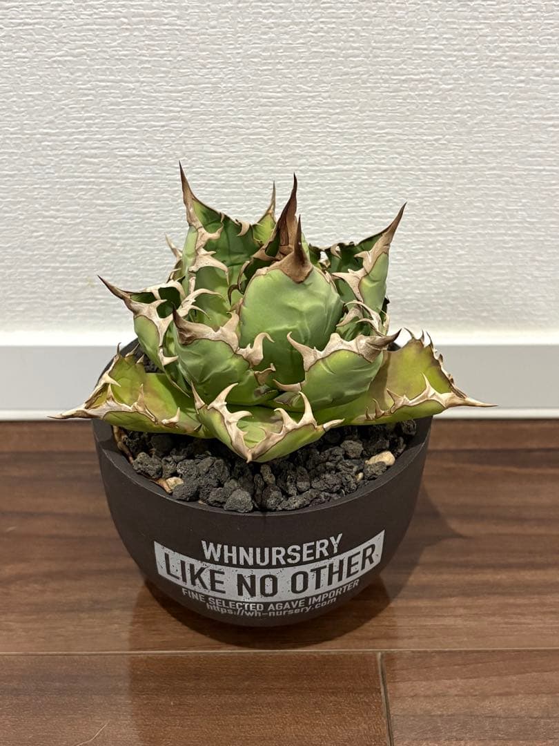 アガベ　チタノタ　姫厳竜　valiem鉢付き