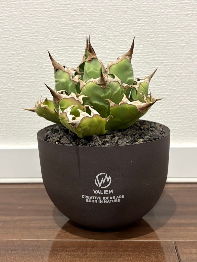 アガベ　チタノタ　姫厳竜　valiem鉢付き