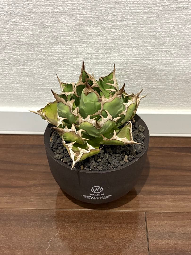 アガベ　チタノタ　姫厳竜　valiem鉢付き