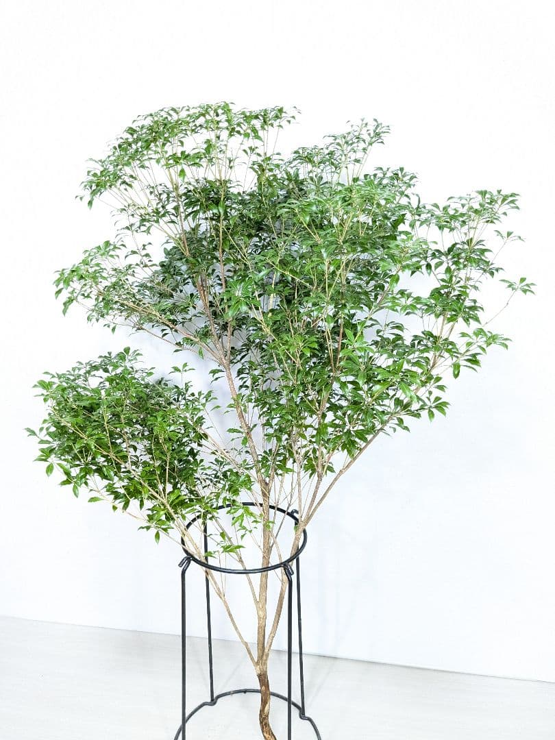 アセビ120cm　c12