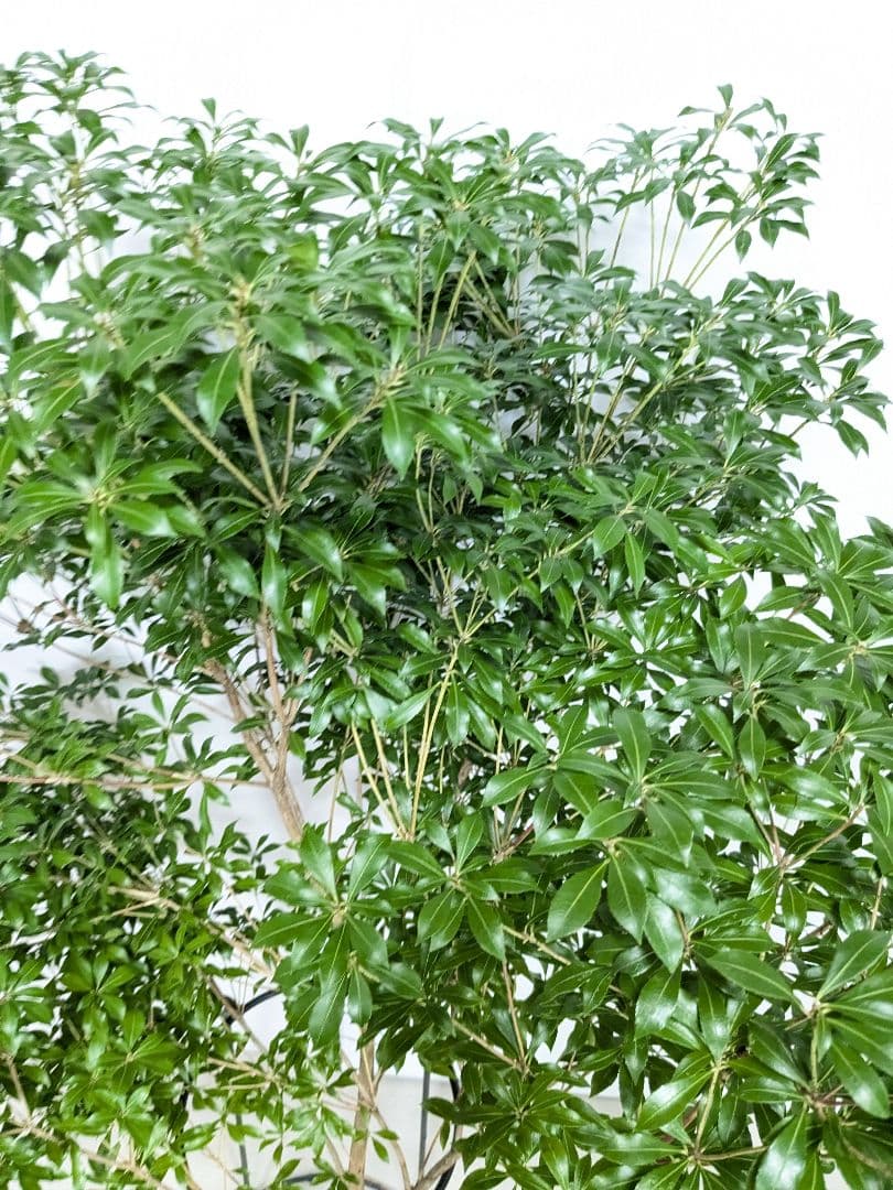 アセビ120cm　c12