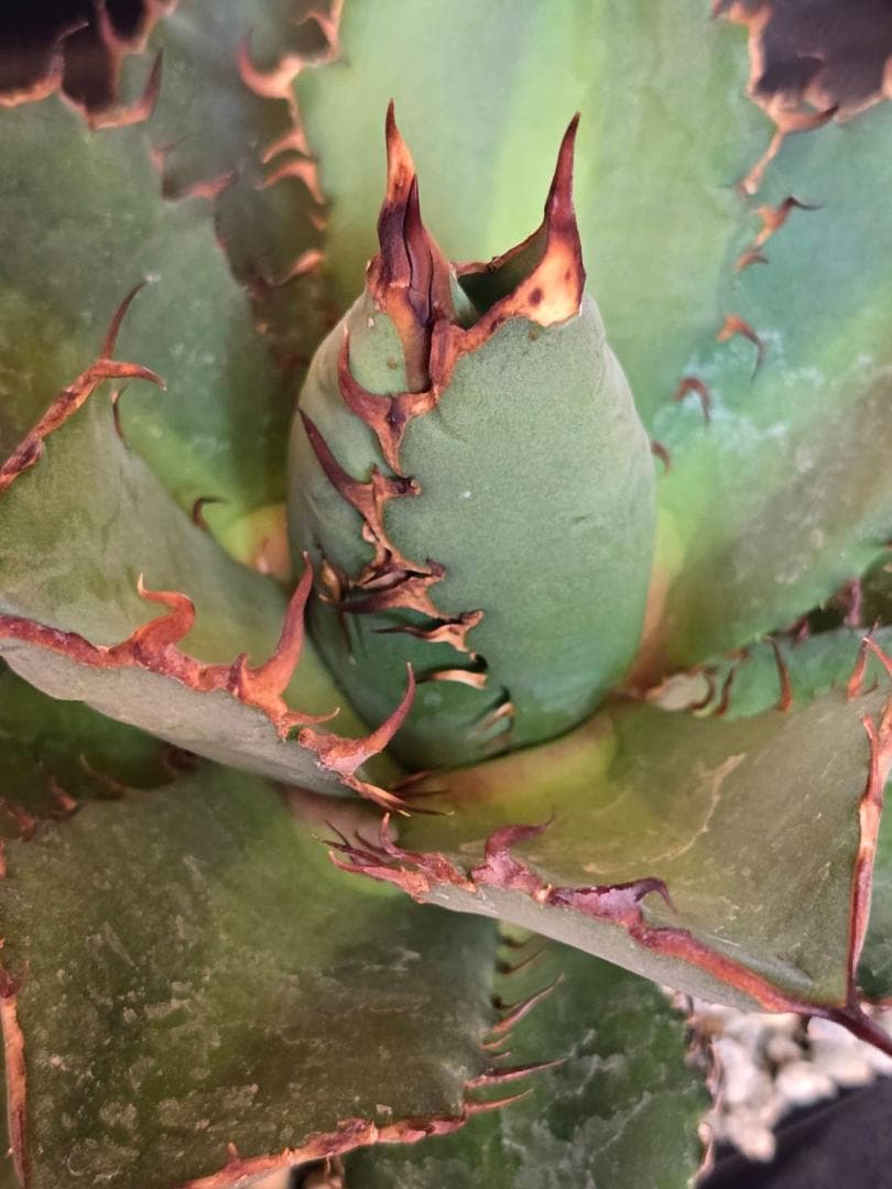 アガベ HIDDEN AGAVE　ジェレミー　実生