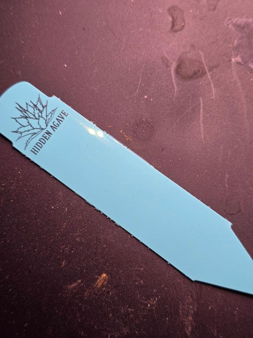 アガベ HIDDEN AGAVE　ジェレミー　実生