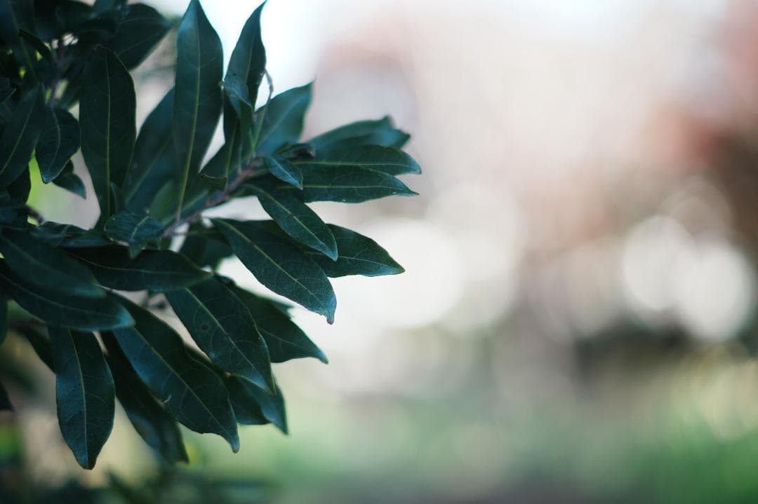 【整備＆テスト済】ミノルタ MD ROKKOR 85mm F1.7 833