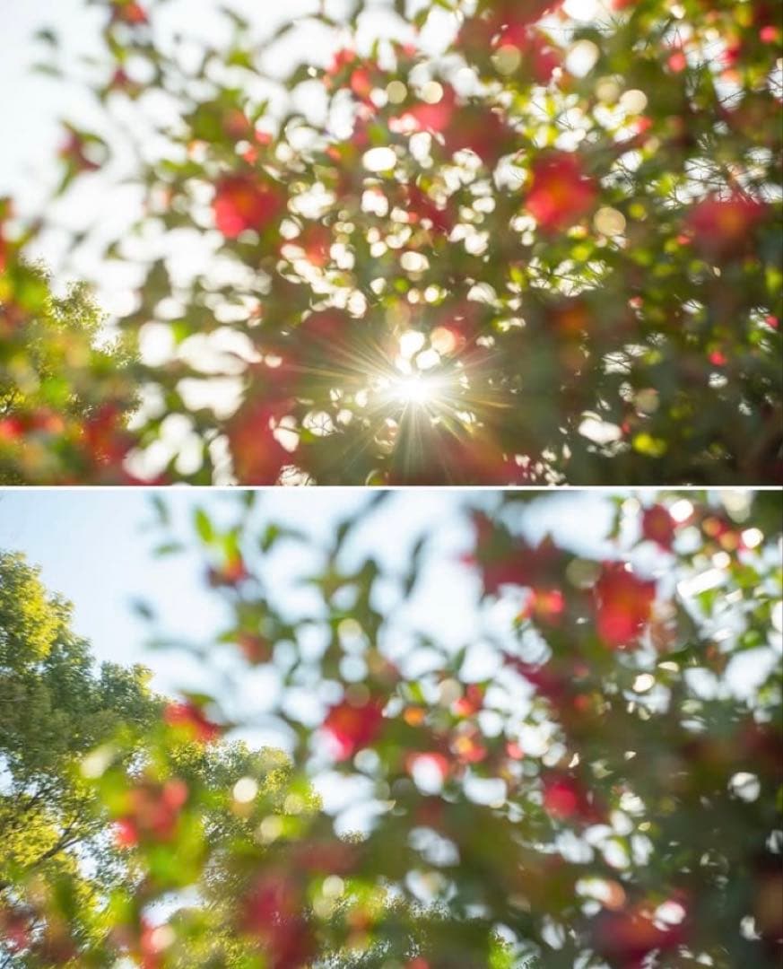 【オールドレンズ】Helios-44-2 58mm F2 ぐるぐるボケ