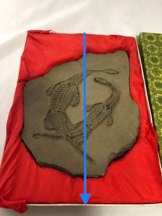 トカゲ　恐竜　化石　？