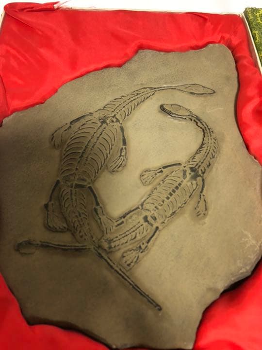 トカゲ　恐竜　化石　？