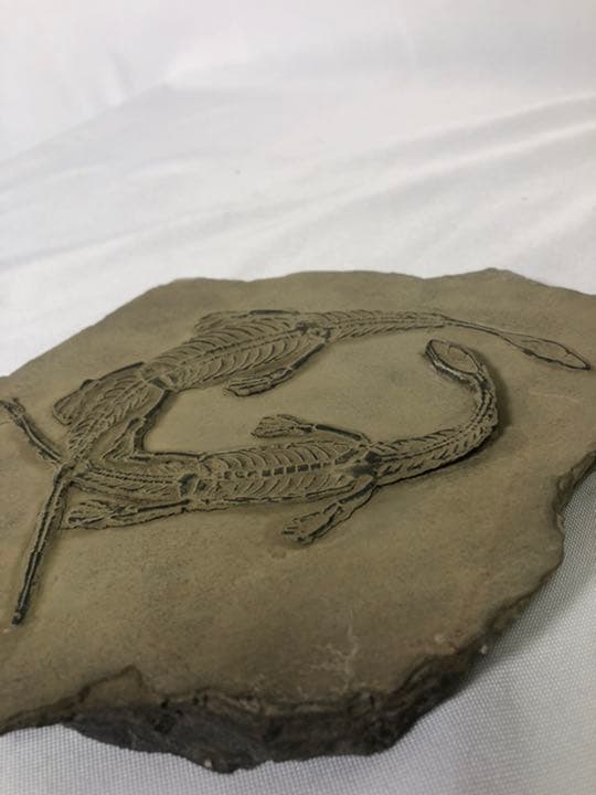 トカゲ　恐竜　化石　？