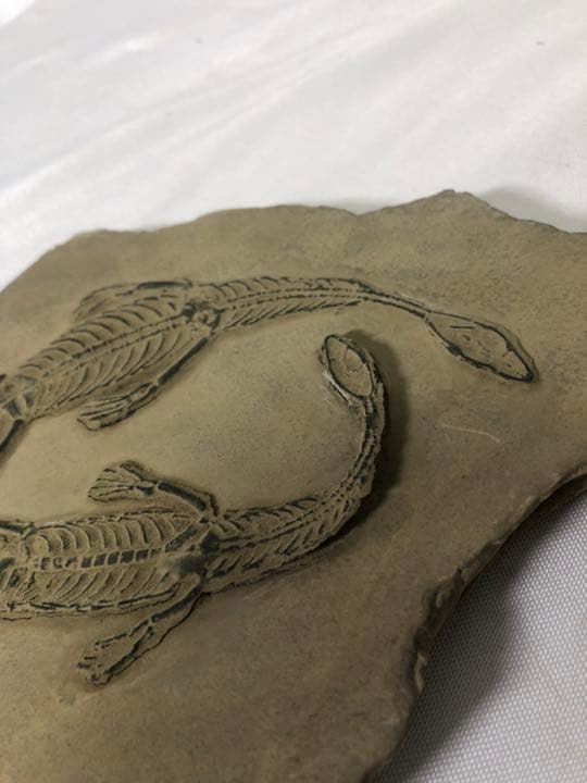 トカゲ　恐竜　化石　？