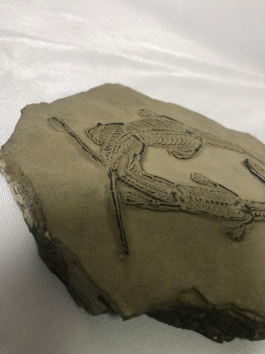 トカゲ　恐竜　化石　？