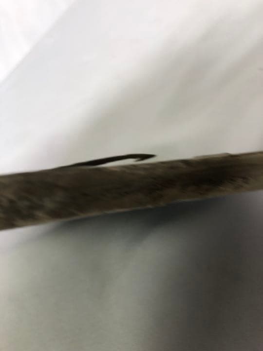 トカゲ　恐竜　化石　？