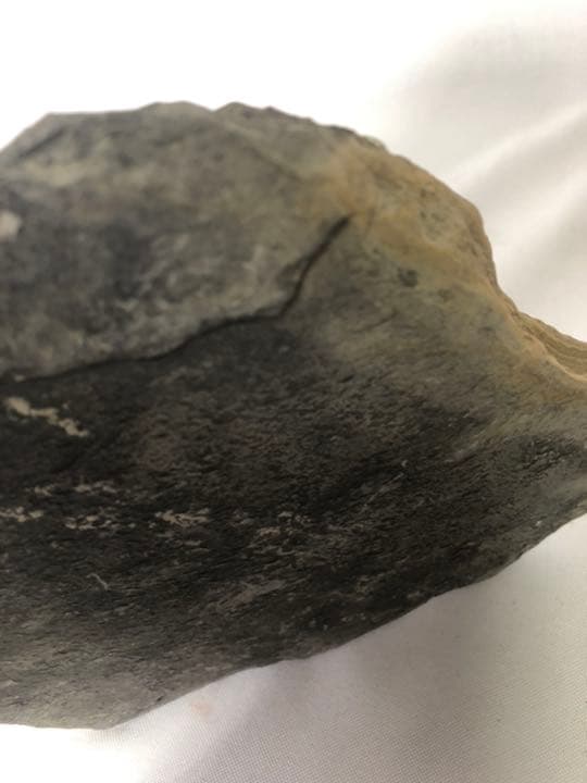 トカゲ　恐竜　化石　？