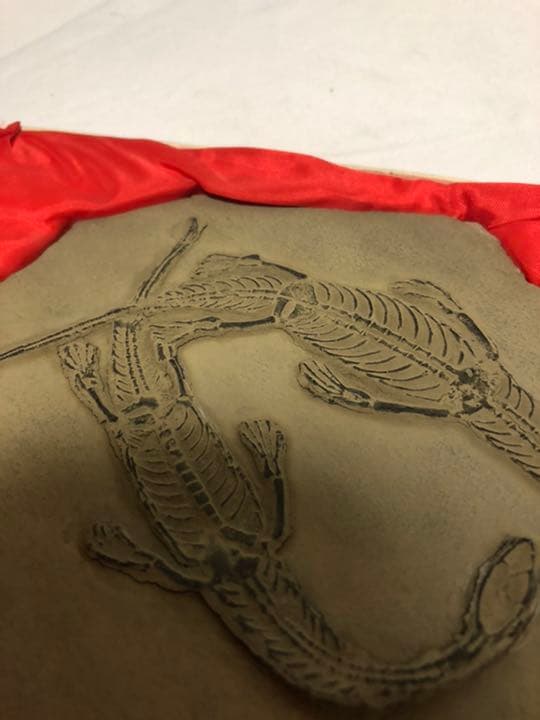 トカゲ　恐竜　化石　？