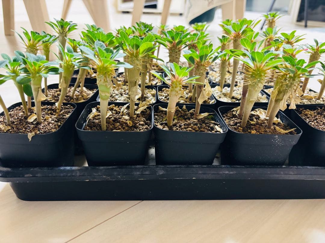 【落葉済み　9本　抜き苗】ユーフォルビア　ギラウミニアナ